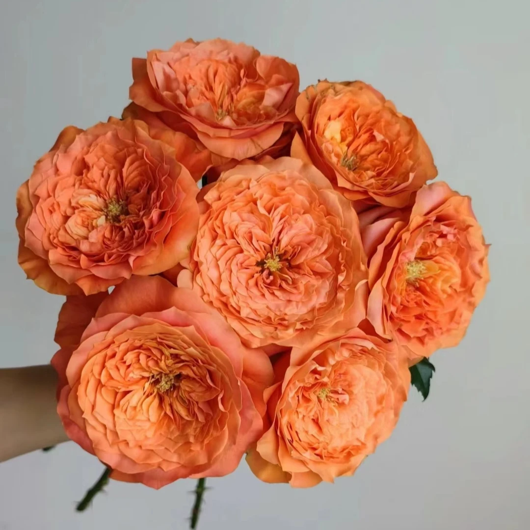 【爱玛】玫瑰家用鲜花/花束云南鲜花基地直发