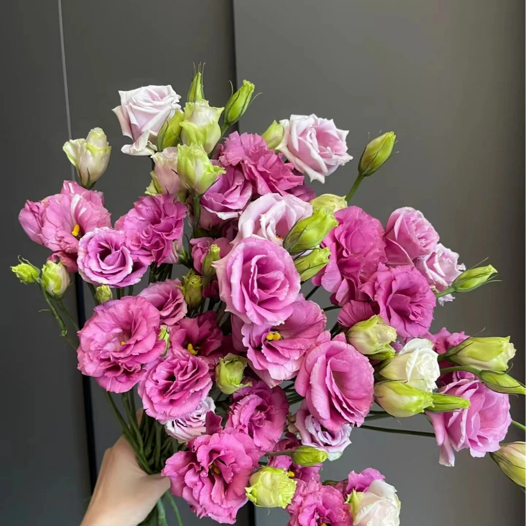 植艺【苏梅 洋桔梗】家用鲜花/花束   云南鲜花基地直发