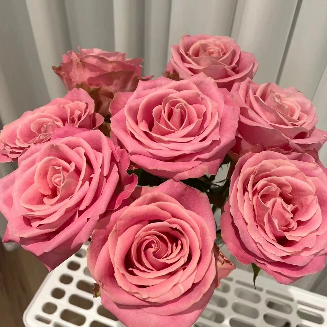 加购【赫默沙】玫瑰家用鲜花/花束   云南鲜花基地直发