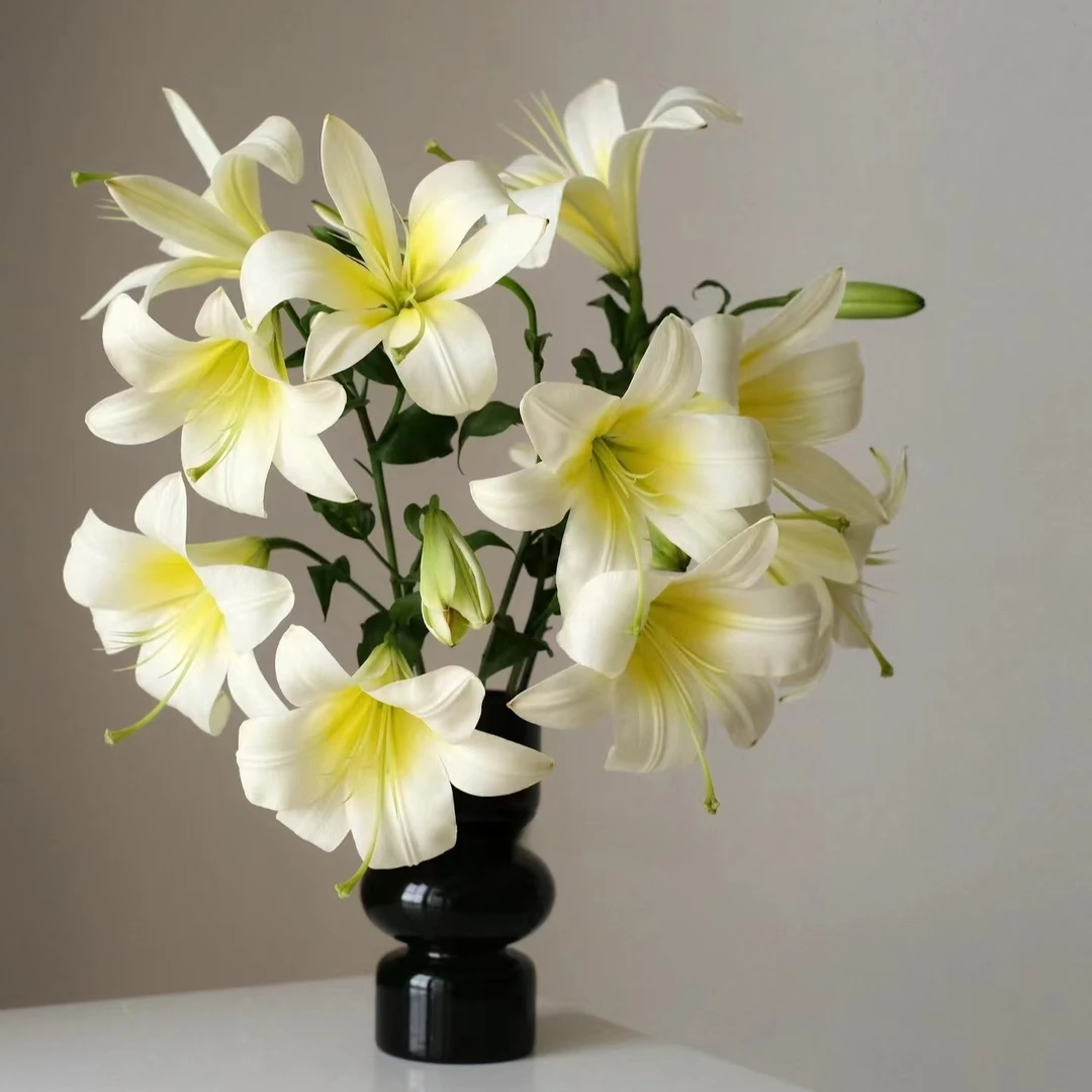 【白色星球】百合家用鲜花/花束   云南鲜花基地直发