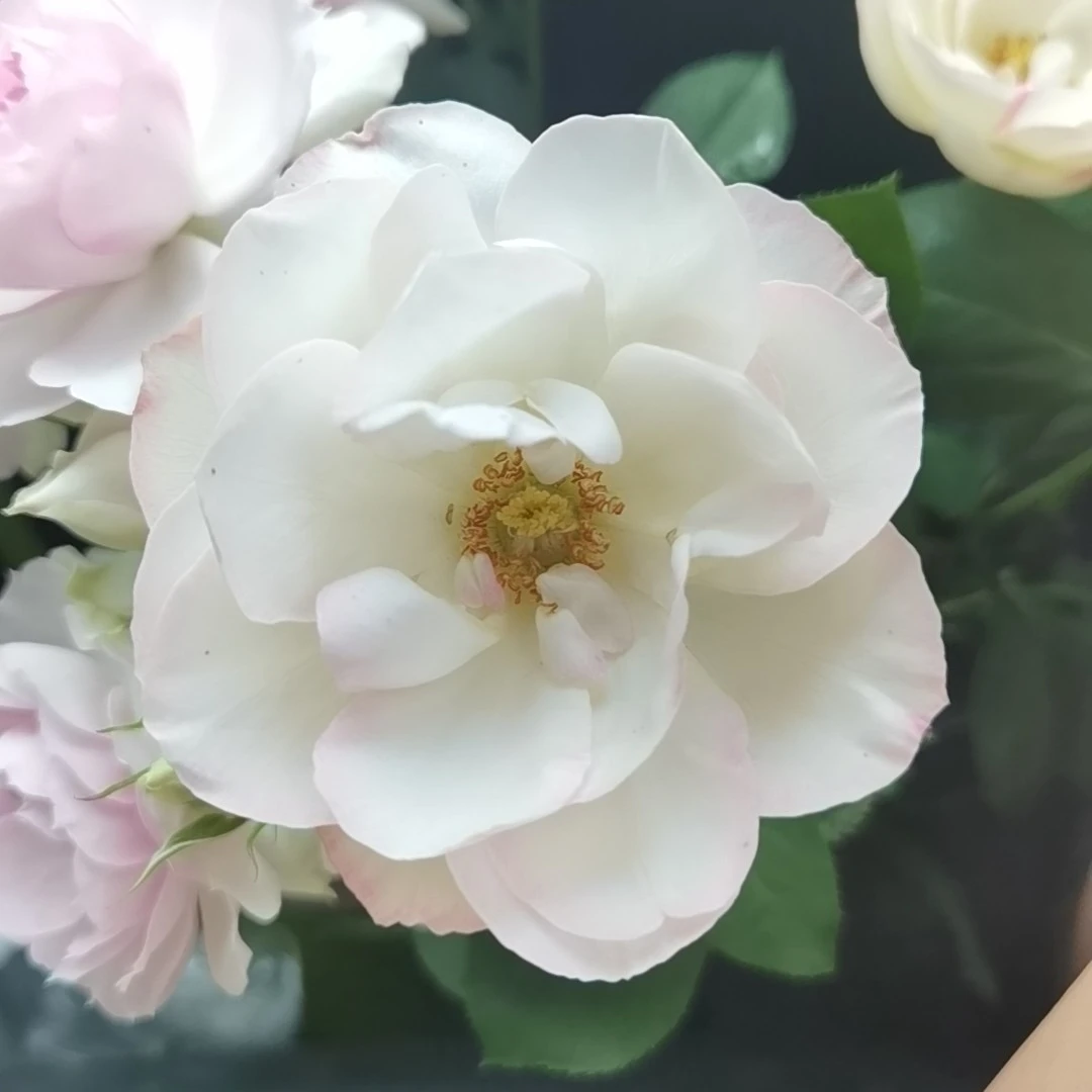 【句子】玫瑰家用鲜花/花束  云南鲜花基地直发