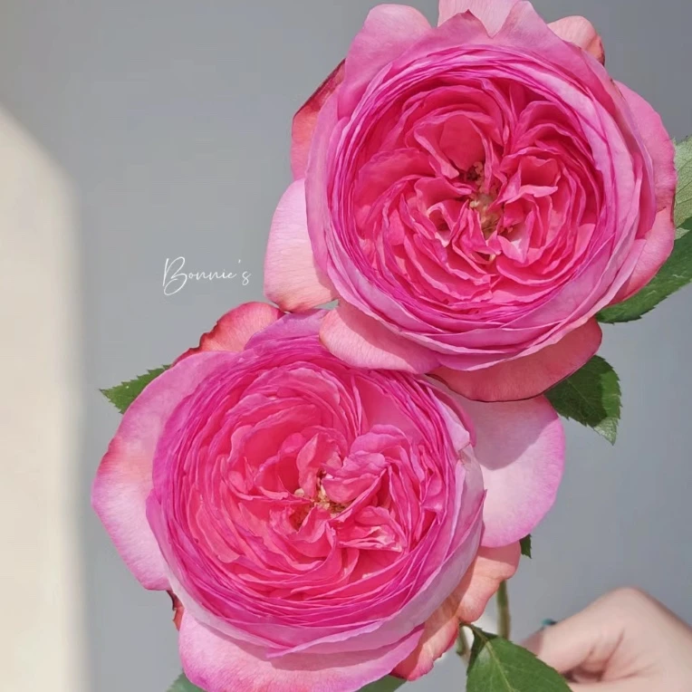 德瑞尔【伊芙妖艳】单头玫瑰家用鲜花/花束   云南鲜花基地直发
