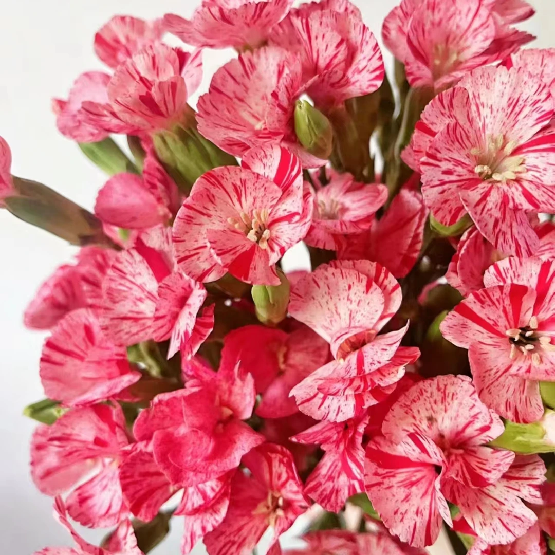 【草莓布丁 多头康乃馨】不包邮一个运费任意拍