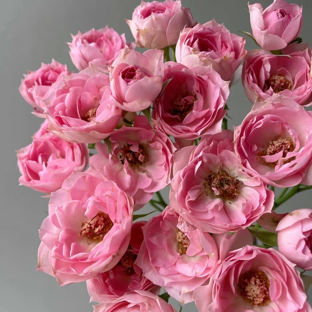 【粉苏菲 】玫瑰 2单正价包邮 偏远地区有运费 云南鲜花直发