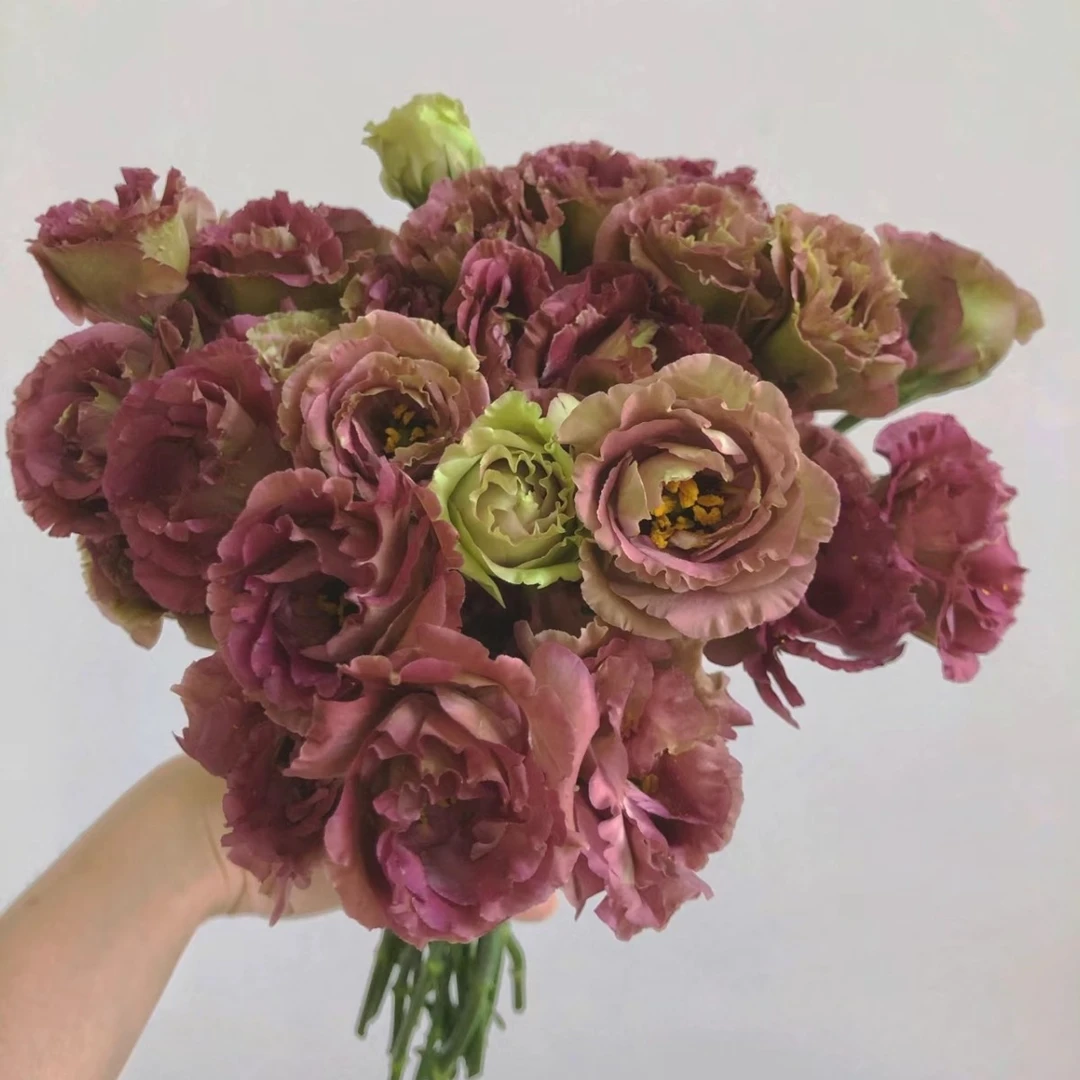 【茶色  洋桔梗】家用鲜花/花束   云南鲜花基地直发