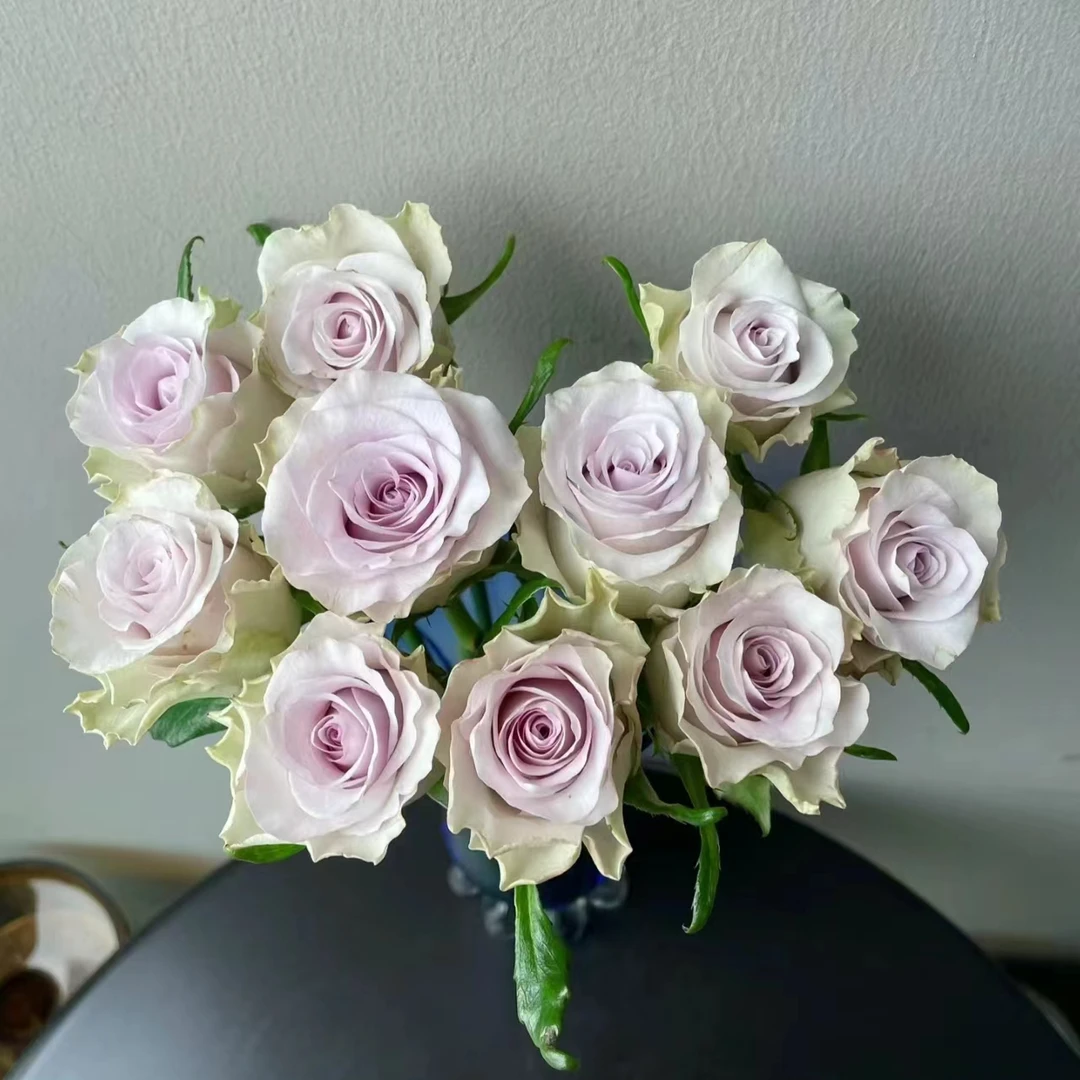 【紫嫣然】玫瑰鲜花/花束 云南鲜花基地直发
