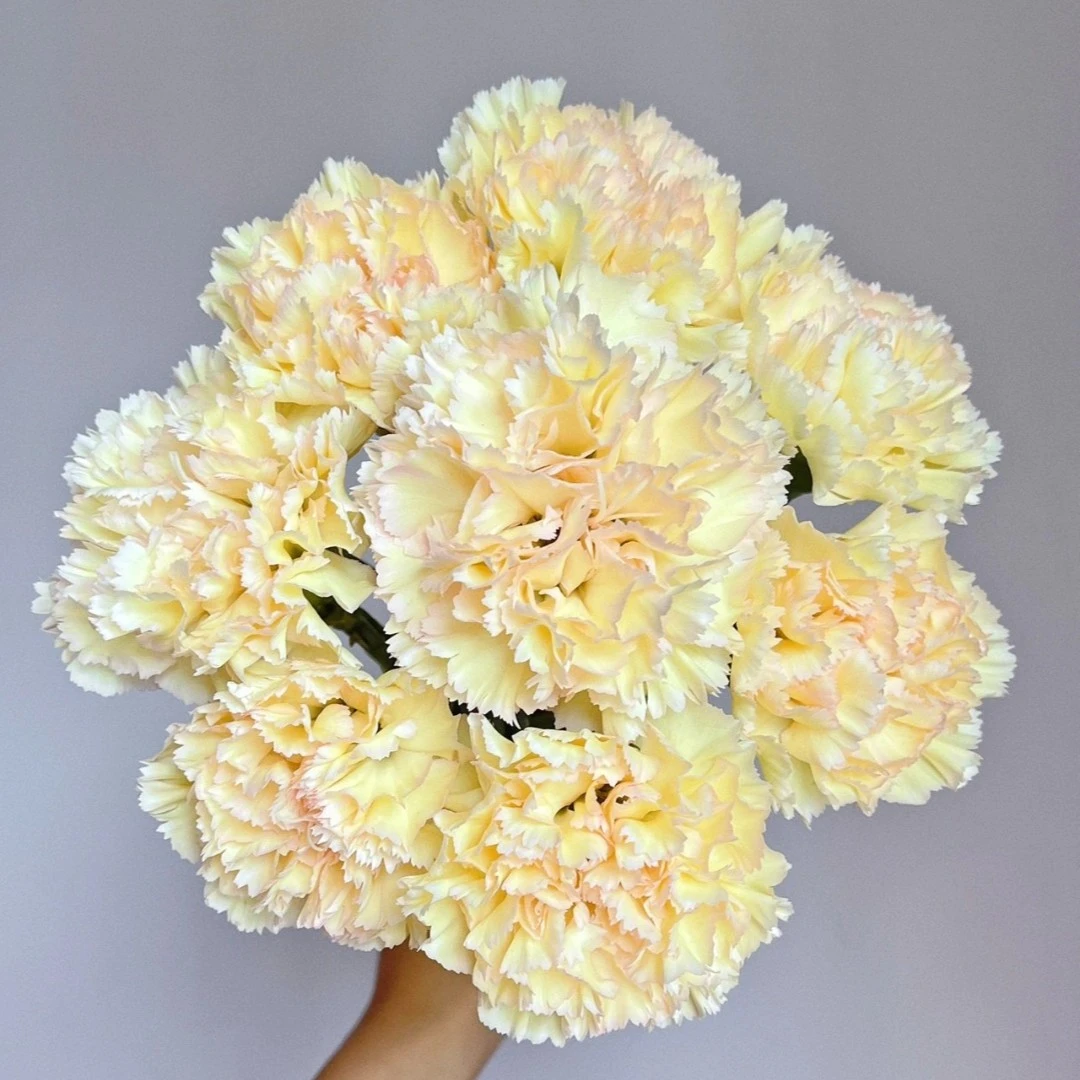 【可可西里】康乃馨不包邮一个运费任意拍   云南鲜花基地直发