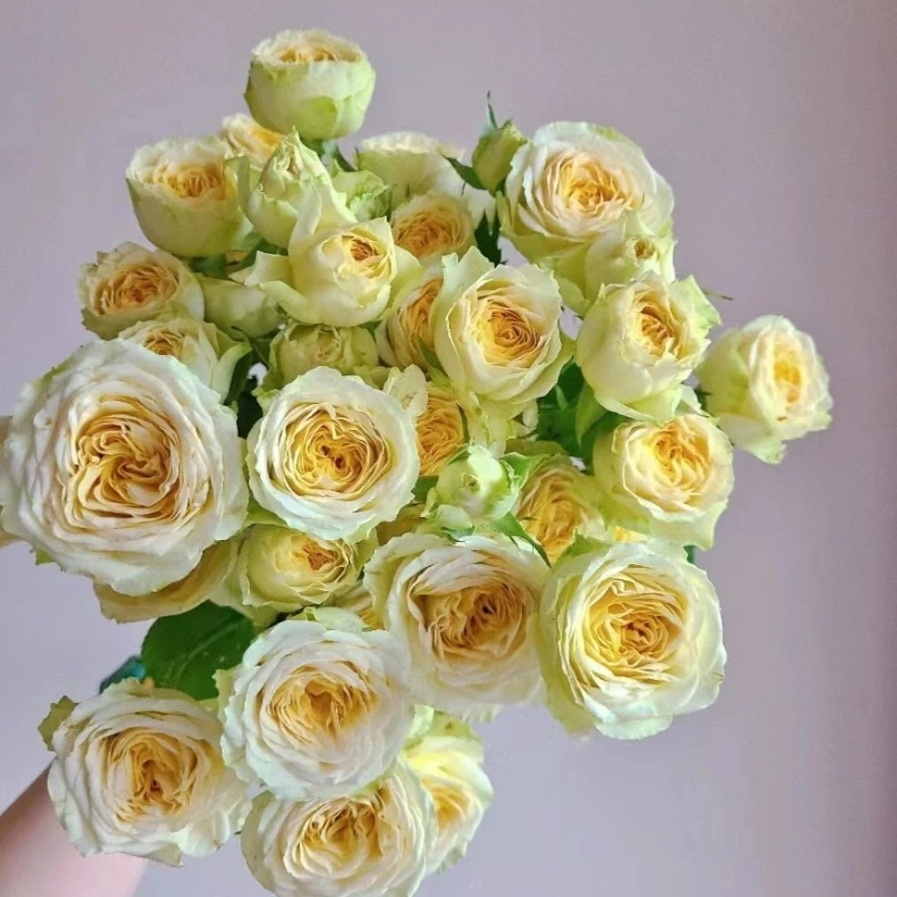 【牛油果】多头玫瑰鲜花/花束  云南鲜花基地直发