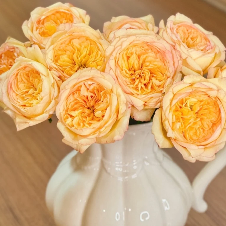 【桂花栗子酥】2单正价包邮 偏远地区有运费 云南鲜花直发