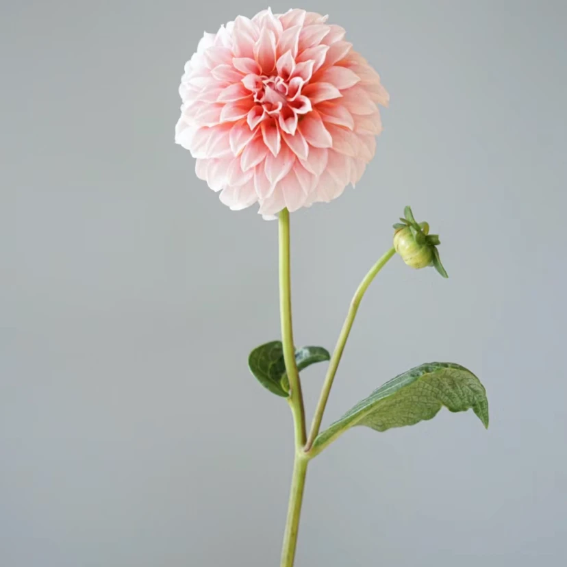 加购【奶油桃子大丽花】2单正价包邮 偏远地区有运费 云南鲜花直发