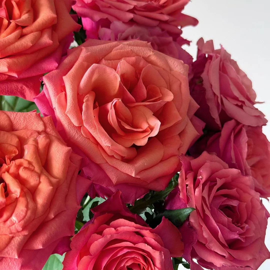 加购【萌娃丢丢】玫瑰 满足2单正价包邮再拍加购 单拍补运费