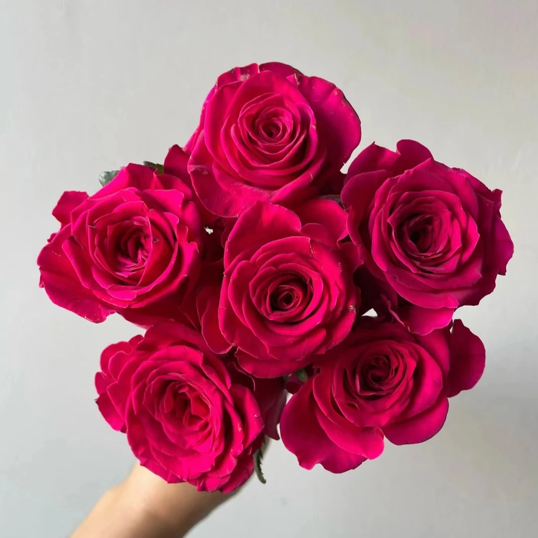 加购【茶花女】玫瑰2单正价包邮 偏远地区有运费 云南鲜花直发