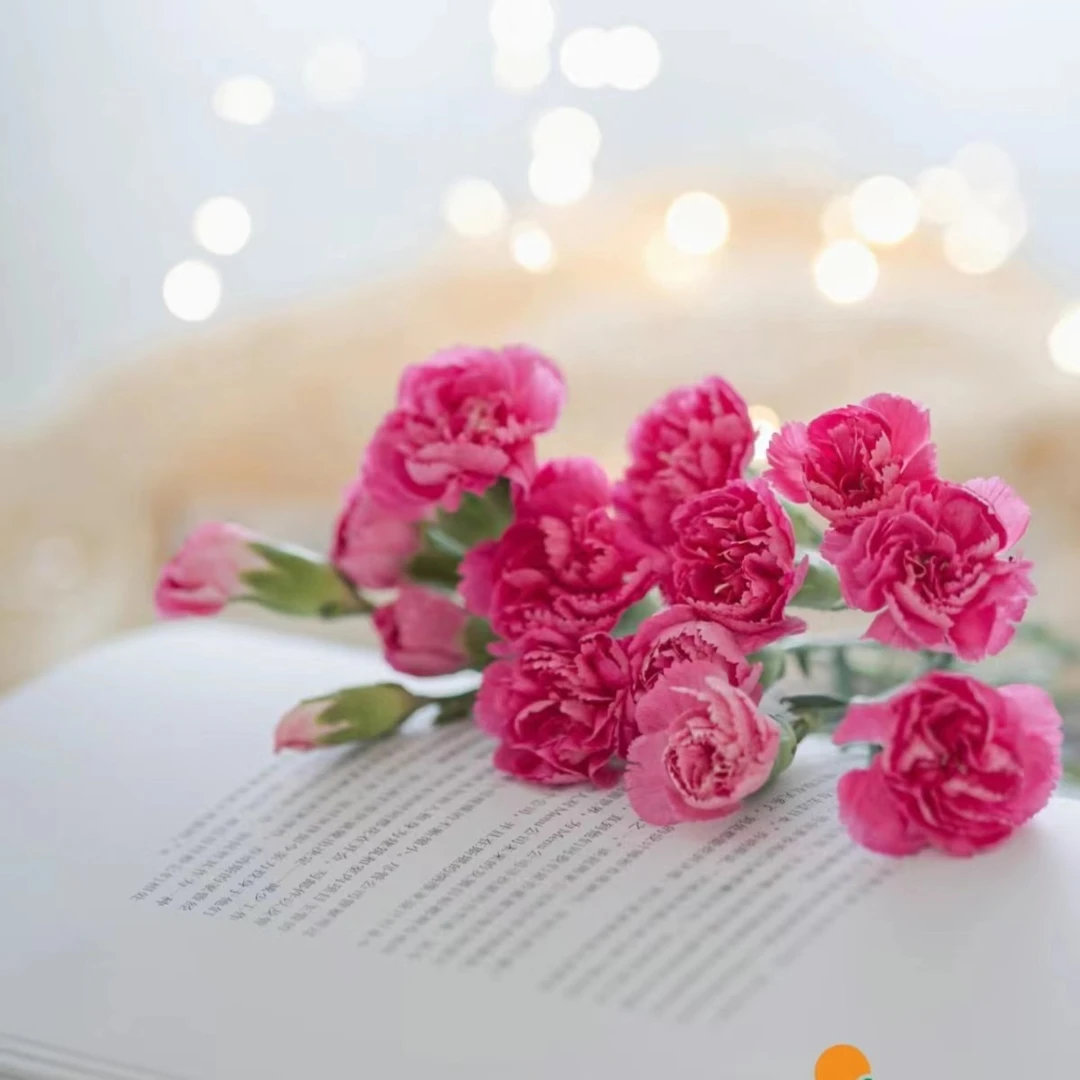 【玫红鸽子多头康乃馨】家用鲜花/花束  云南鲜花基地直发