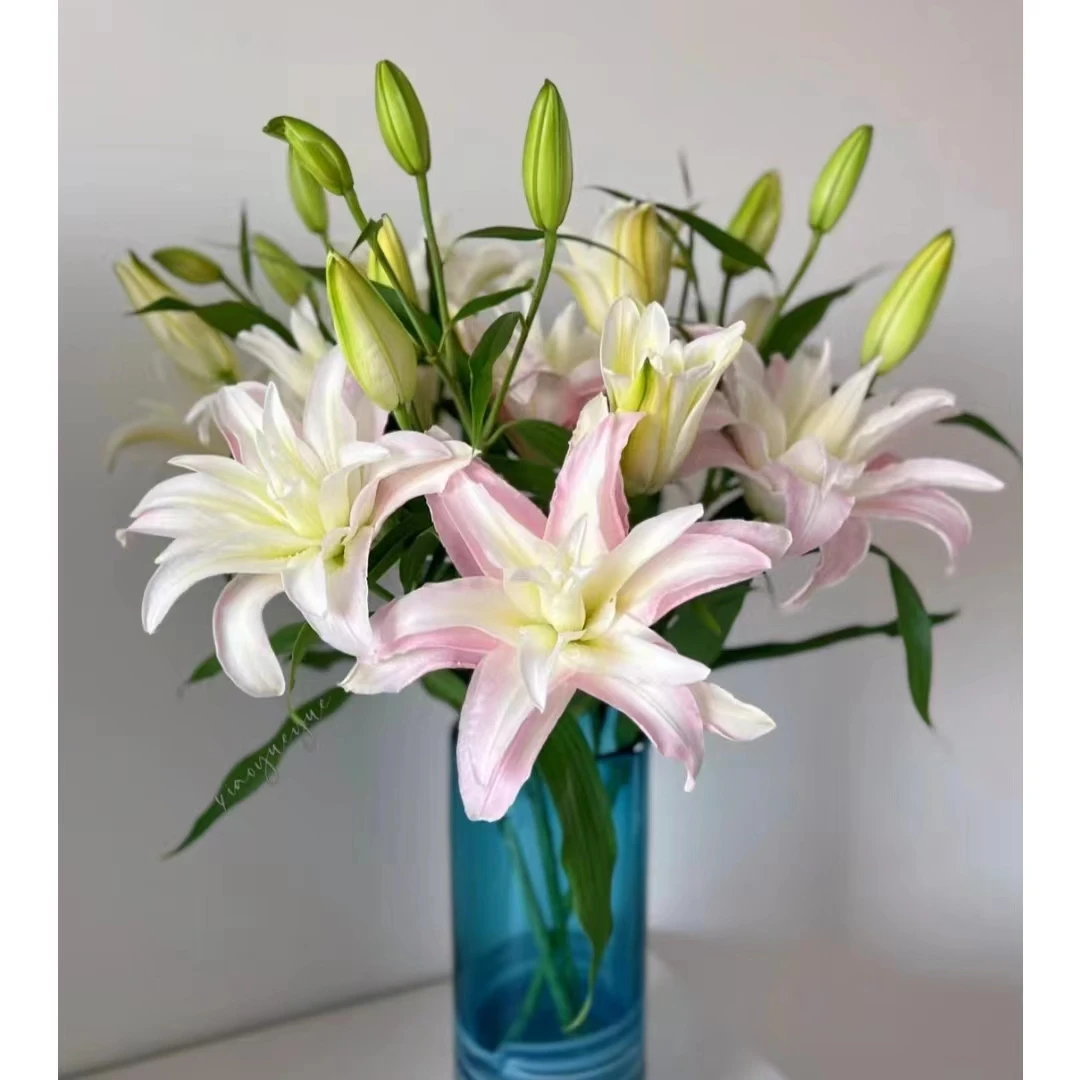 【浪漫少年】重瓣香水百合家用鲜花/花束   云南鲜花基地直发