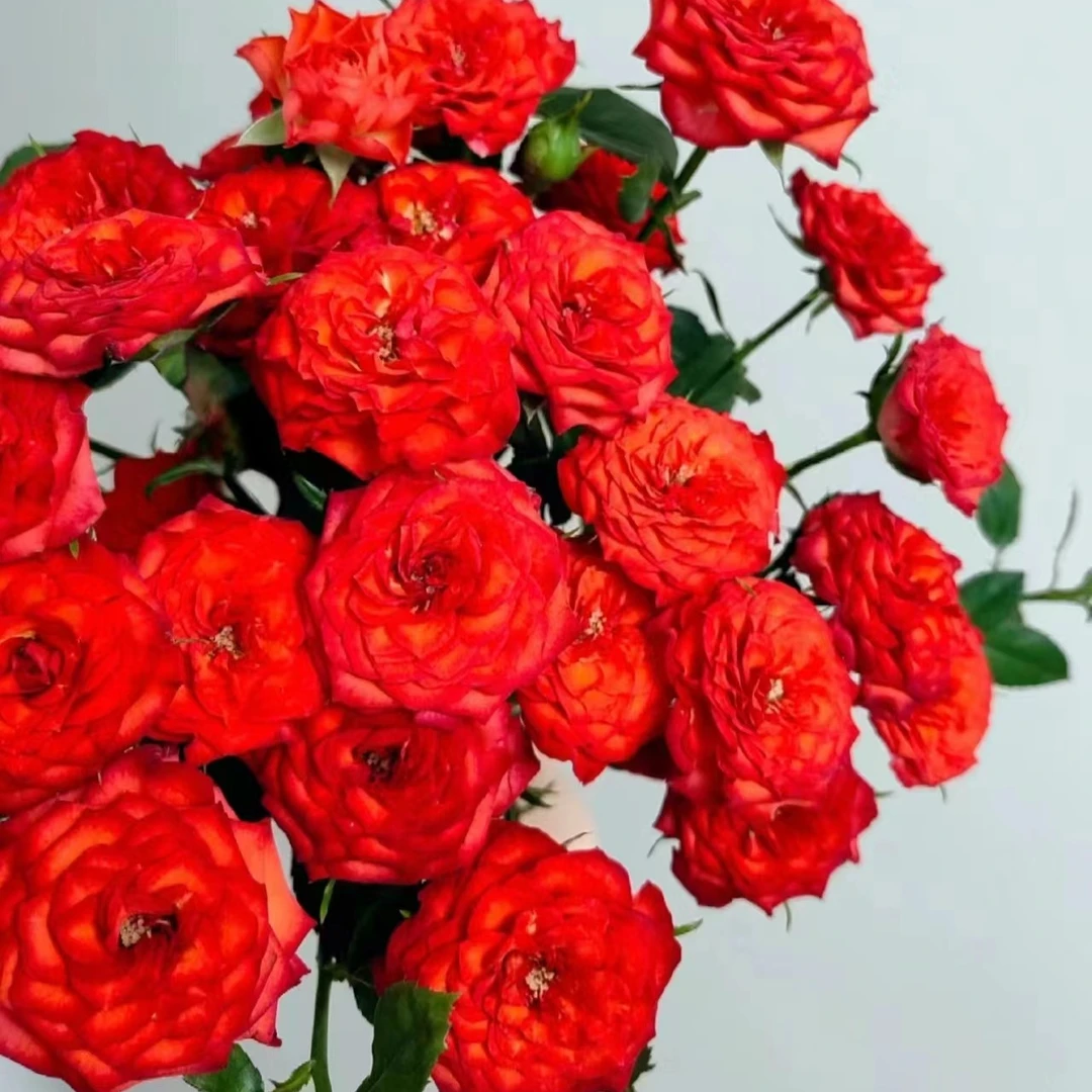 【烈焰】玫瑰家用鲜花/花束 云南鲜花基地直发
