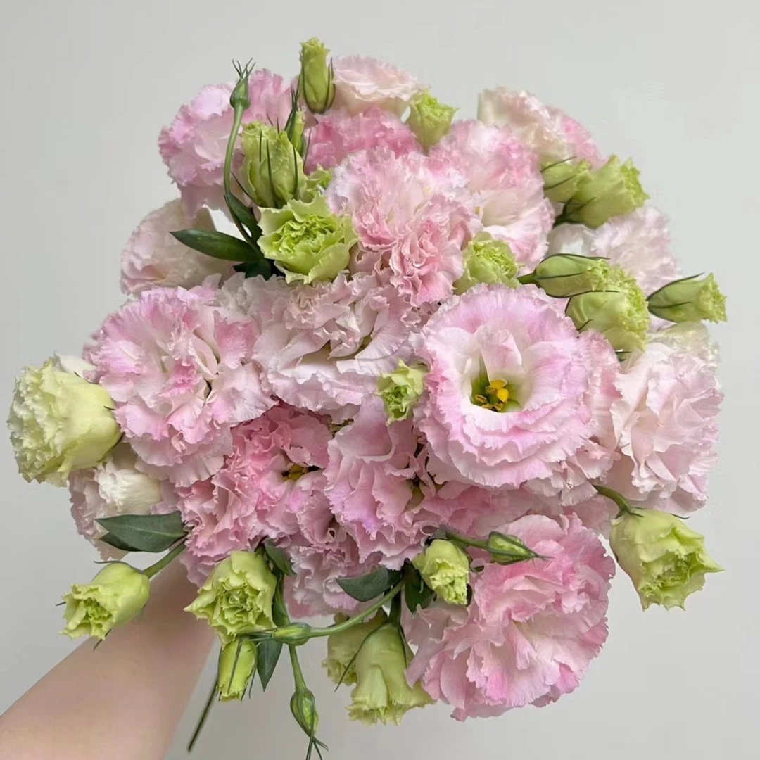 【阳光粉洋桔梗】家用鲜花/花束   云南鲜花基地直发