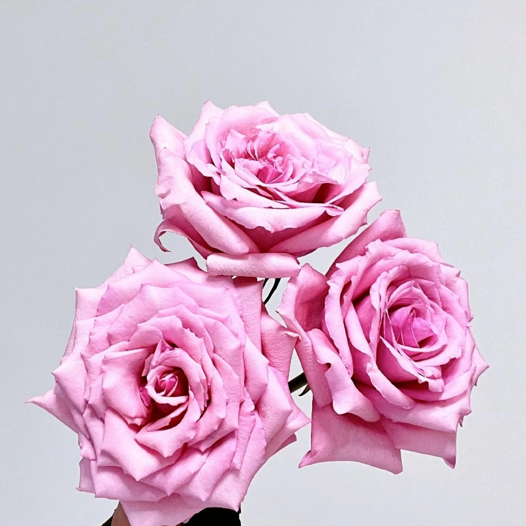 【流年】玫瑰家用鲜花/花束  云南鲜花基地直发