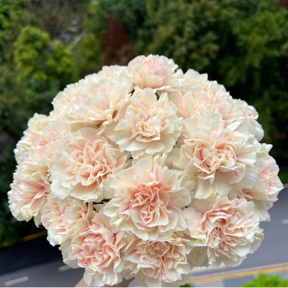 【初吻】康乃馨家用鲜花/花束   云南鲜花基地直发