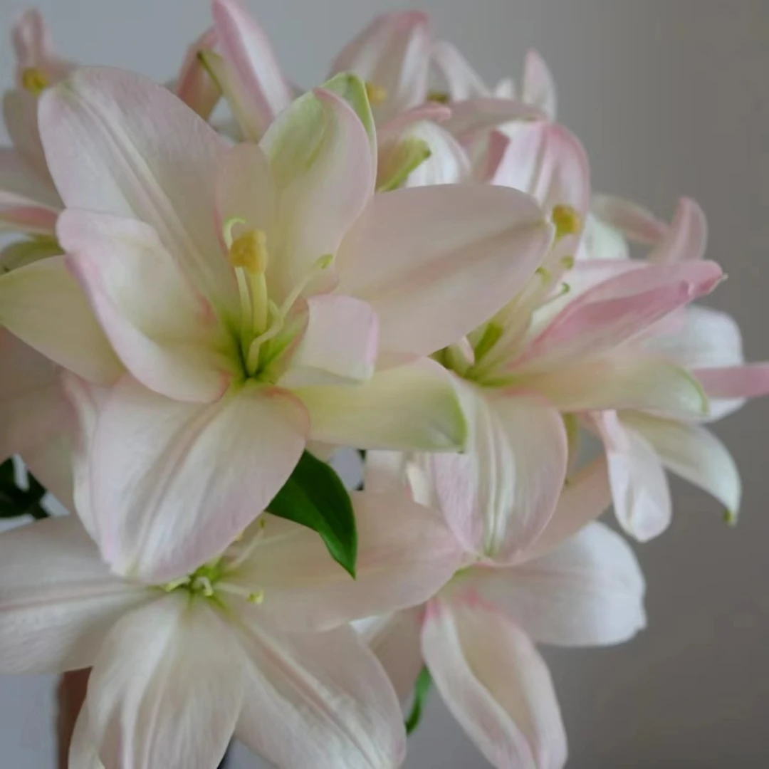 【莎莎公主】百合家用鲜花/花束   云南鲜花基地直发