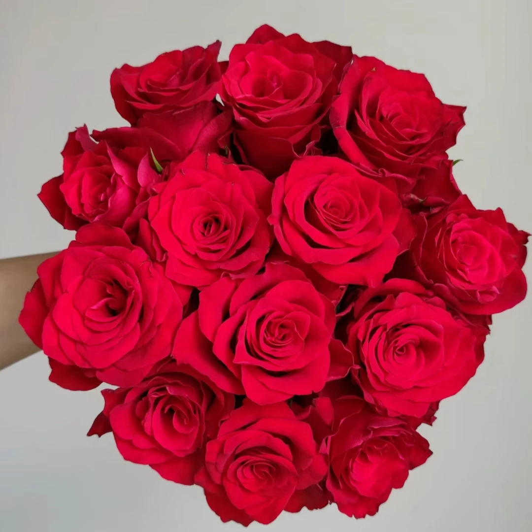 【思念】玫瑰鲜花/花束 云南鲜花基地直发