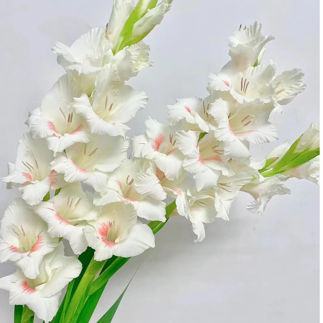 【奶油草莓剑兰】家用鲜花/花束  云南鲜花基地直发