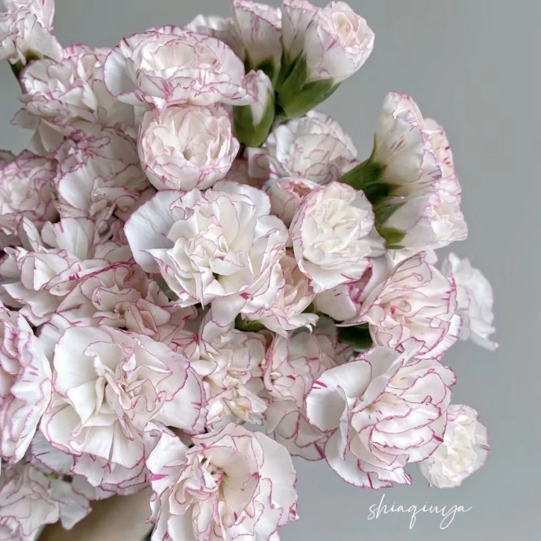 【流星雨 多头康乃馨】不包邮，偏远有运费