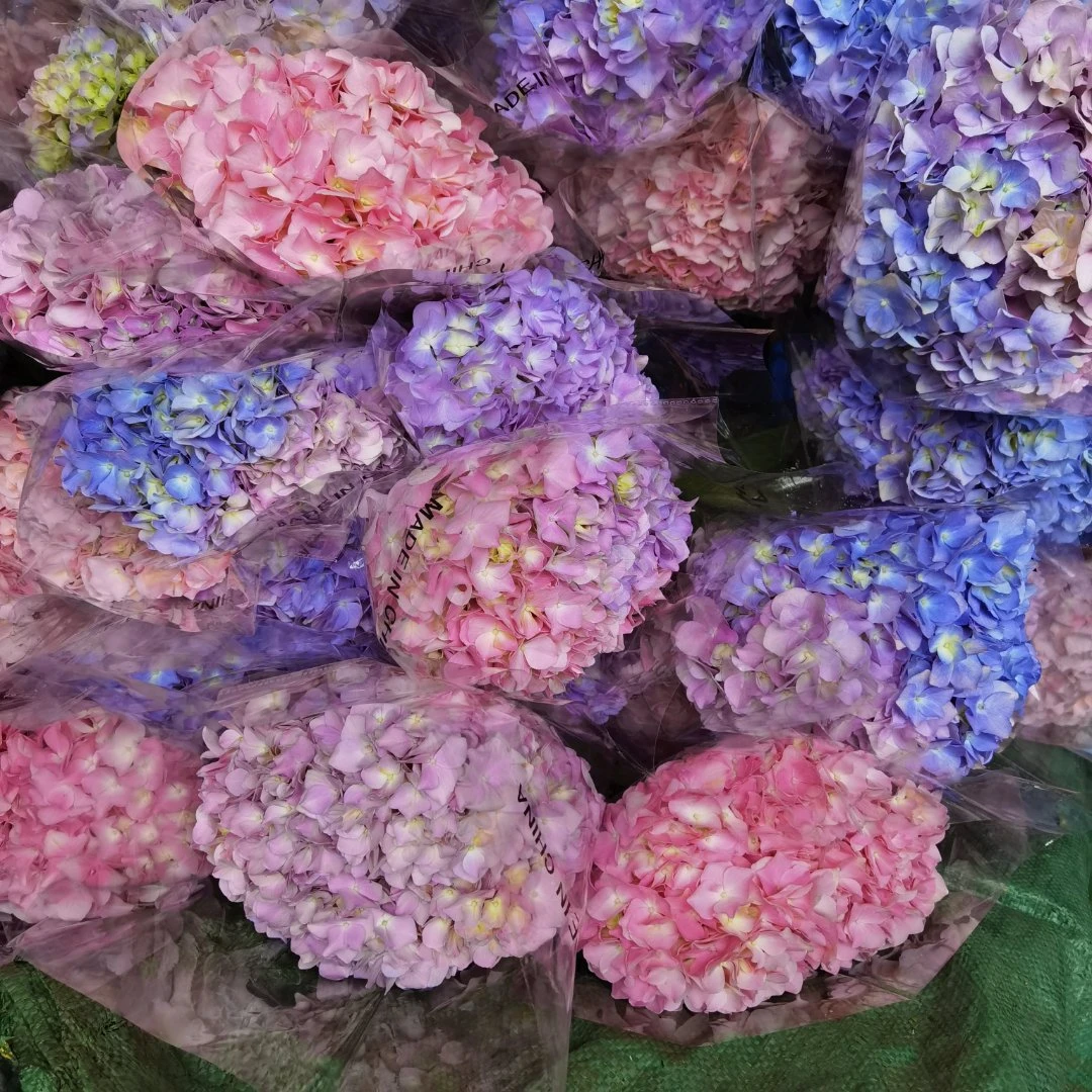 【绣球基地专场直播401-450号】 三件冷链包邮，偏远补15元运费