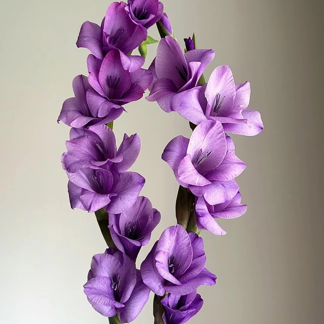 【蓝色珍珠剑兰】剑兰家用鲜花/花束  云南鲜花基地直发