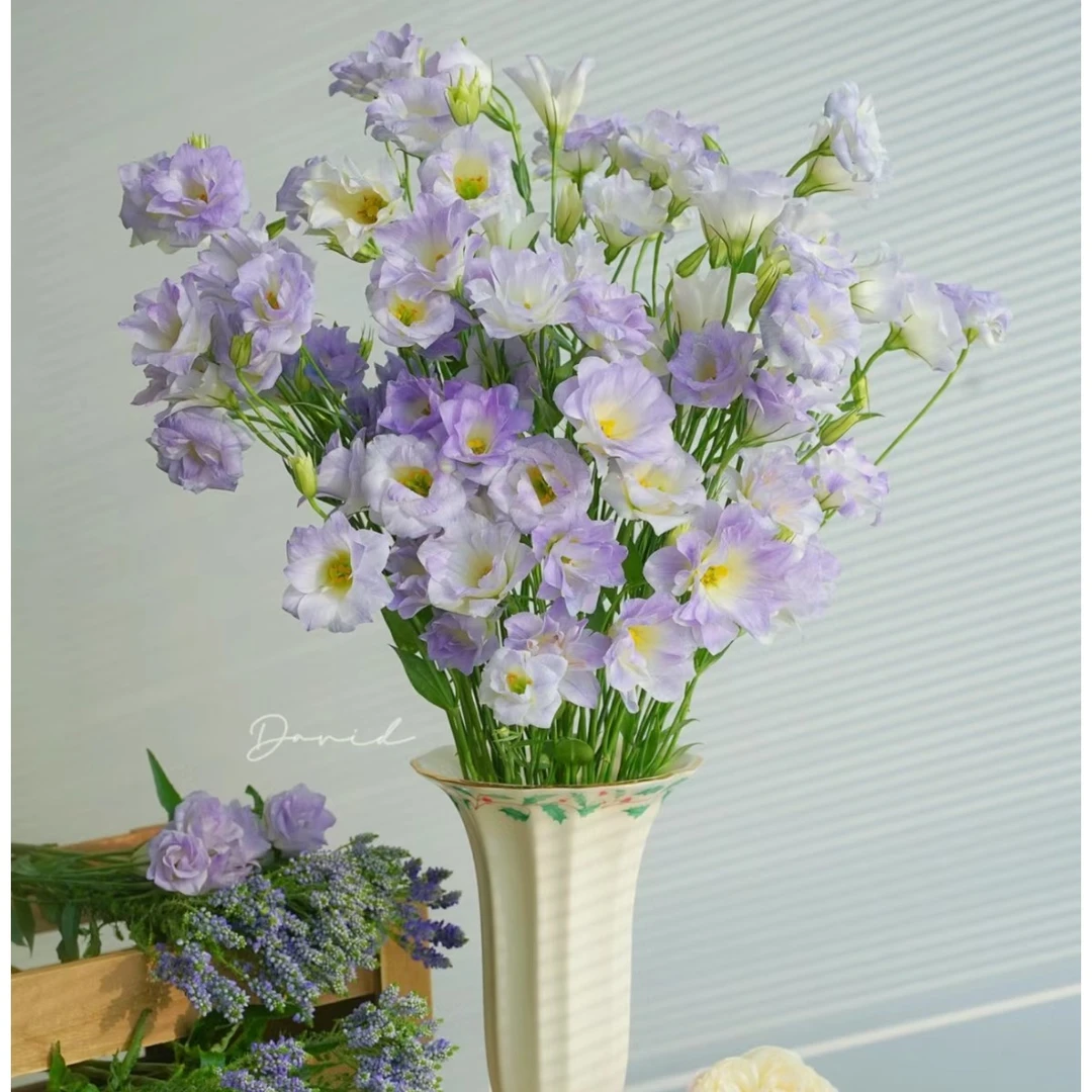 植艺【星星混  洋桔梗】家用鲜花/花束   云南鲜花基地直发