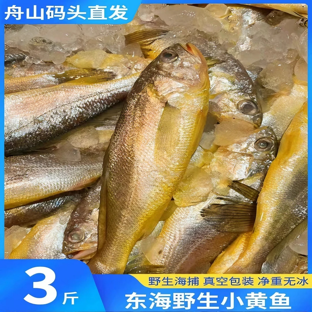 【舟山直发】东海海捕野生小黄鱼7-8条/斤