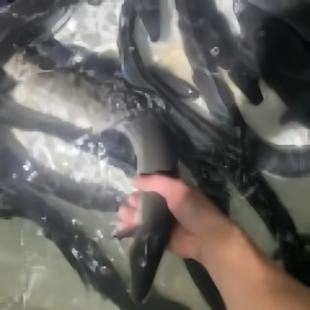舟山海捕野生海鳗鱼