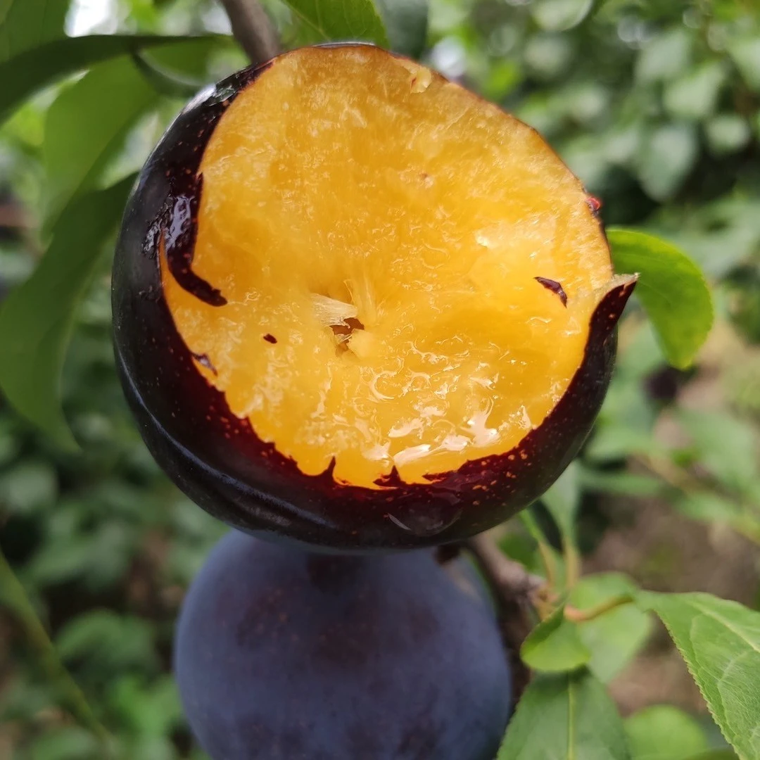 【黑布林李苗】8月黑宝石9月安哥诺耐放美观黑李琥珀黑布朗李子树苗