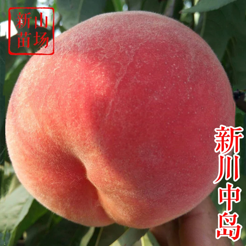 【新川中岛桃苗】7月中旬单果300克大果经典日本品种桃子树苗