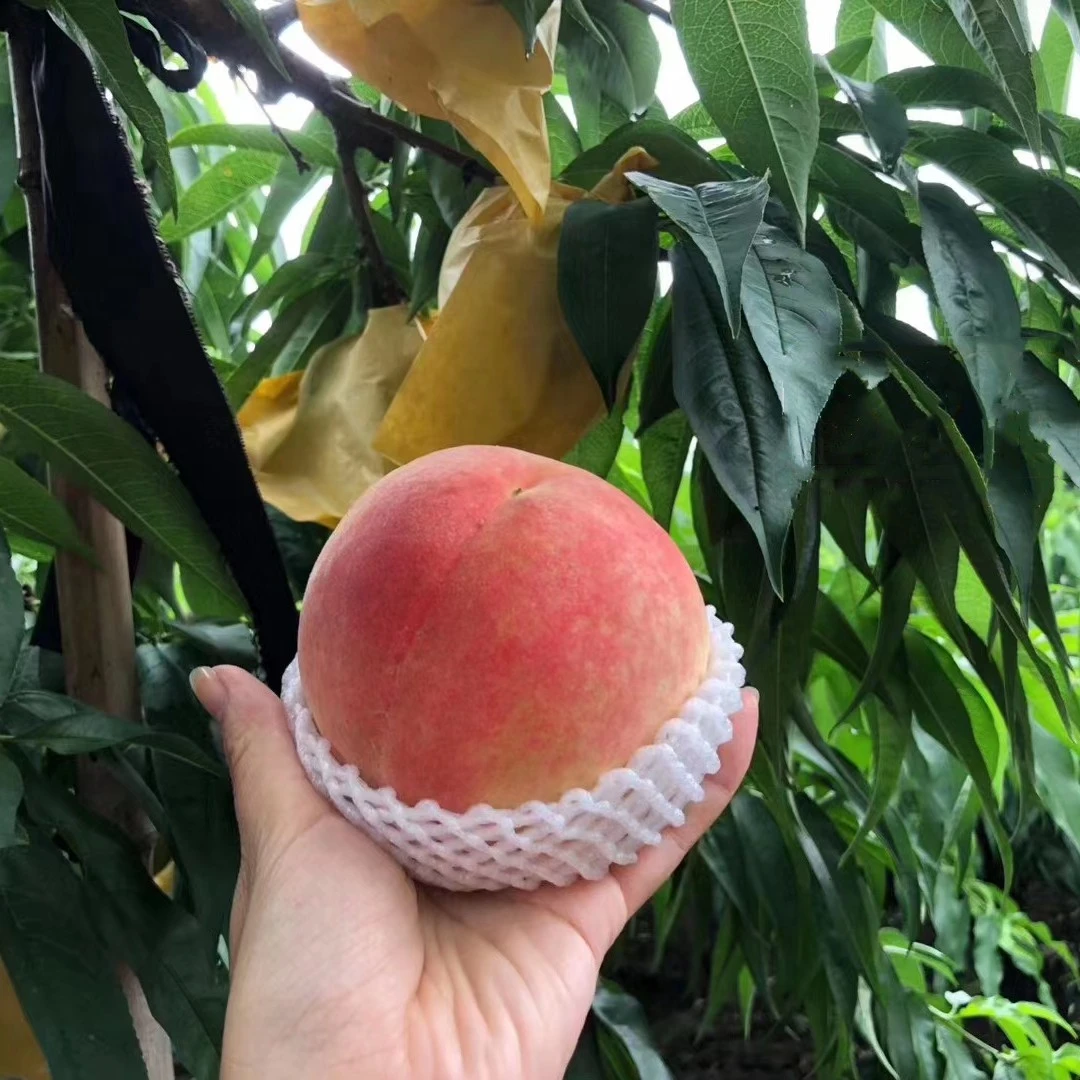 【阳山水蜜桃苗】白凤日川京红无锡早中晚湖景蜜露水蜜桃子树苗