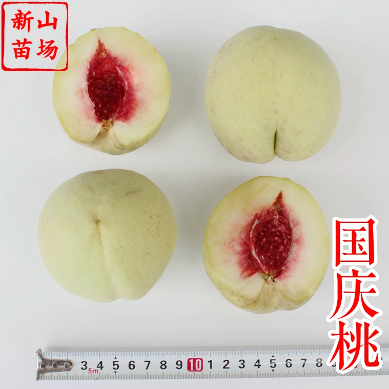 【国庆桃苗】绿宝石脆蜜桃硬脆甜9月单果250克耐放青皮迎庆桃子树苗