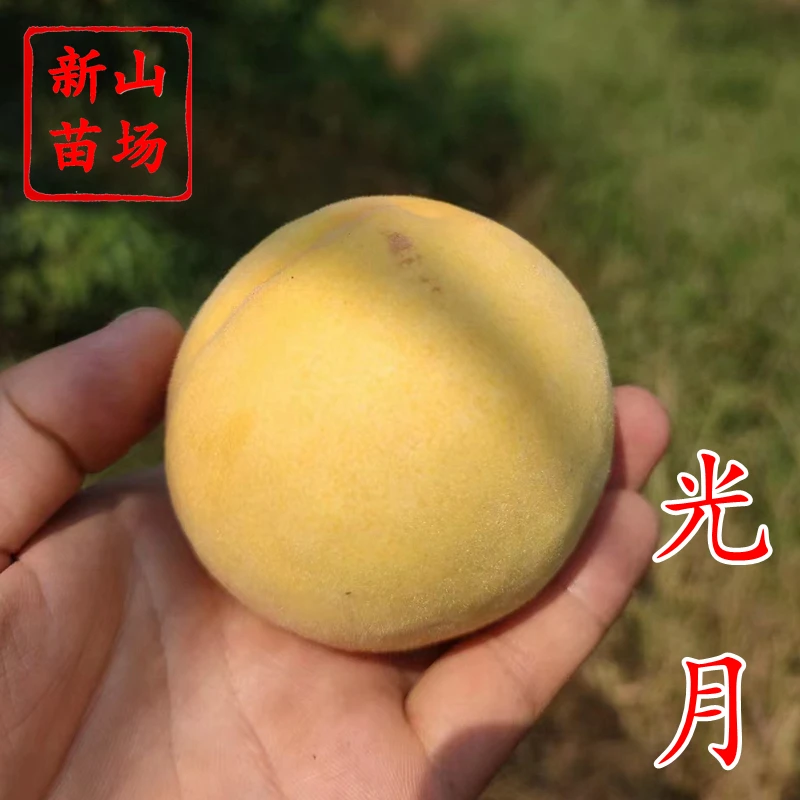 【光月黄桃苗】晚熟黄桃9月260克脆甜新品种日本黄桃子树苗