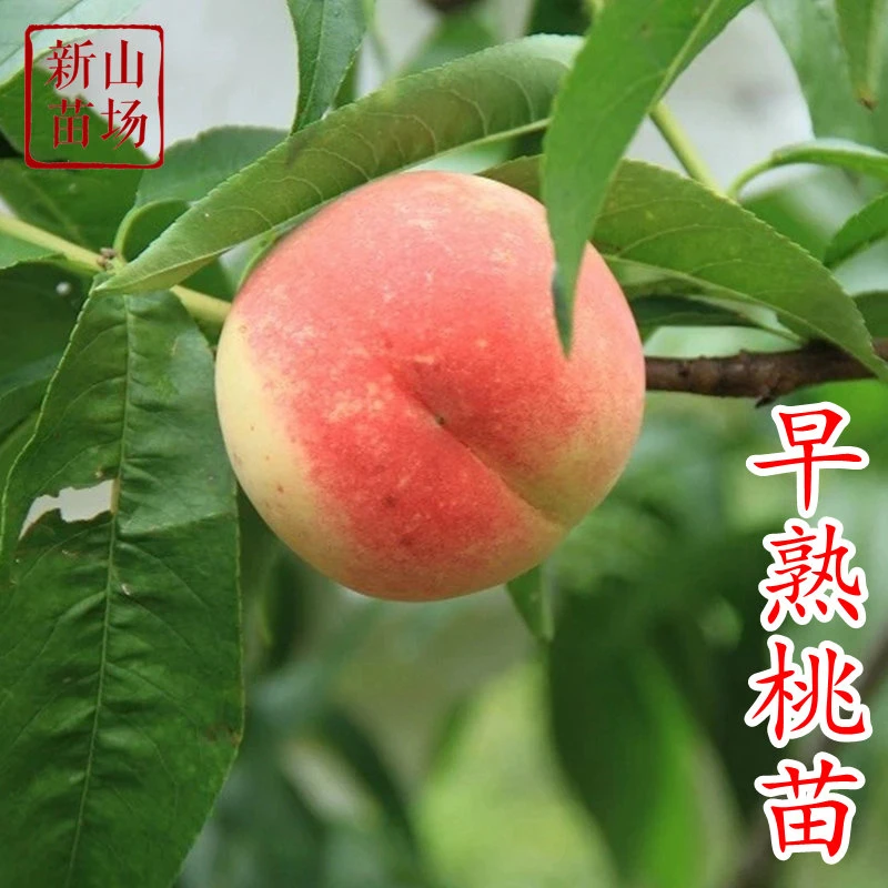 【早熟桃苗】五月六月春红突围春美春蜜中桃9号苗优质嫁接桃子树苗