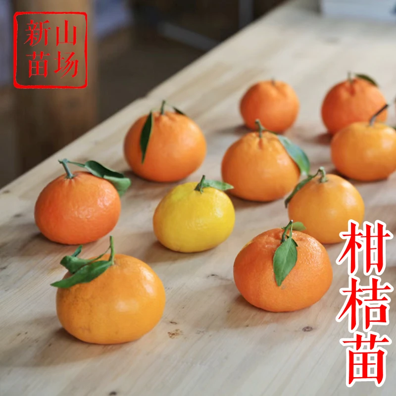 【柑桔树苗】新品种红美人文旦柚子沃柑无籽粑粑柑橘子脆皮金桔苗