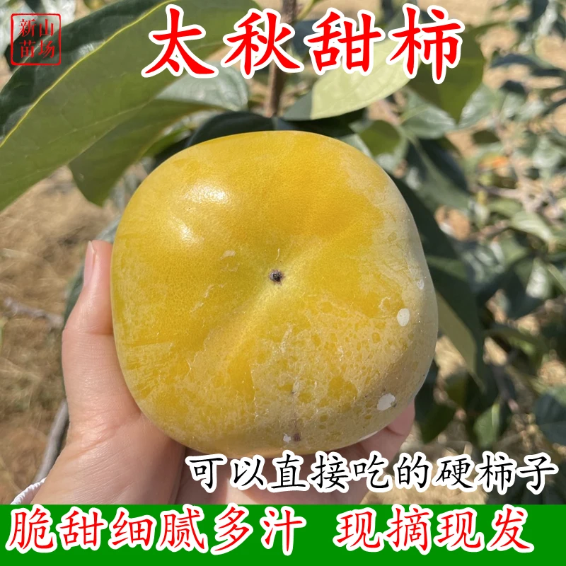 【正宗太秋甜柿鲜果】脆甜柿子树上摘下可吃不涩嘴 新山苗场
