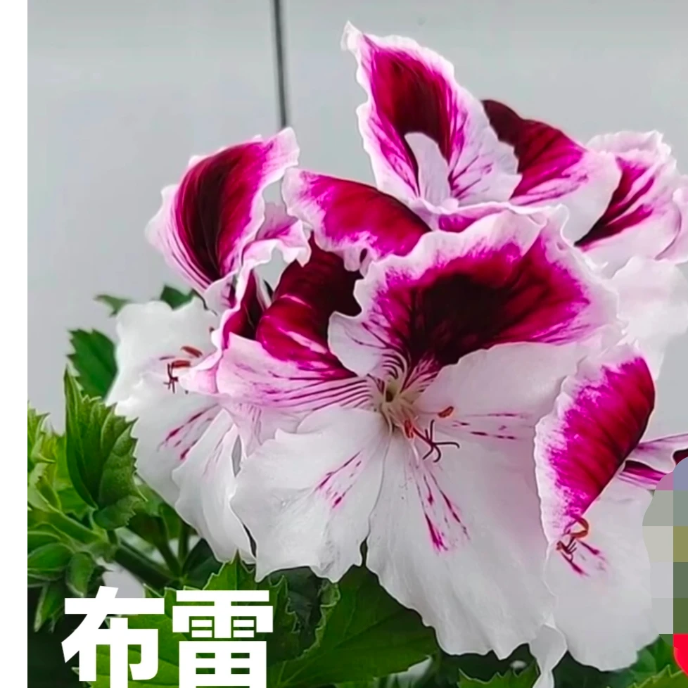 大花天蝴蝶梅小苗布雷一颗不发两颗起