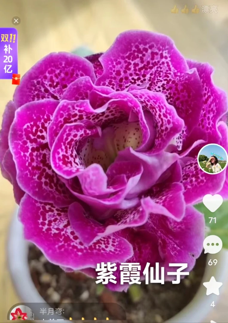 大岩桐紫霞仙子小苗