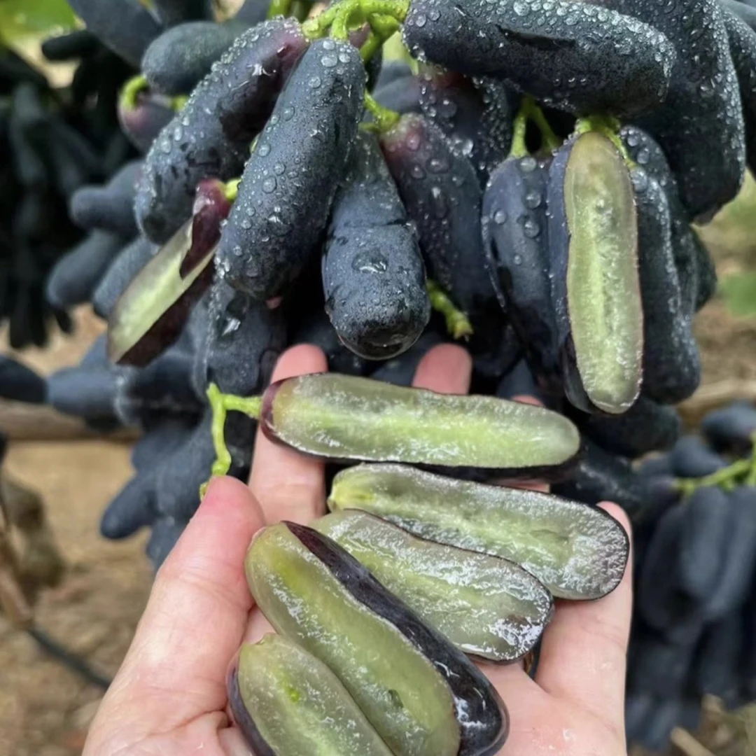 蓝宝石葡萄树苗好栽种成活好种植基地发货