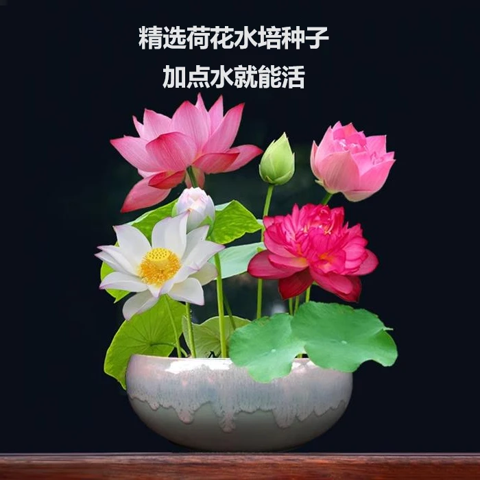 【水培荷花种子】碗莲种子庭院阳台盆栽花卉种子精选开口莲花籽