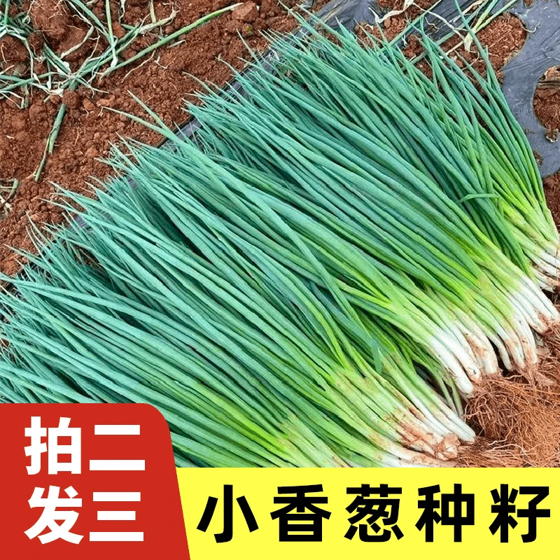 四季小香葱种子四季易种小香葱阳台室内盆栽家庭菜种子