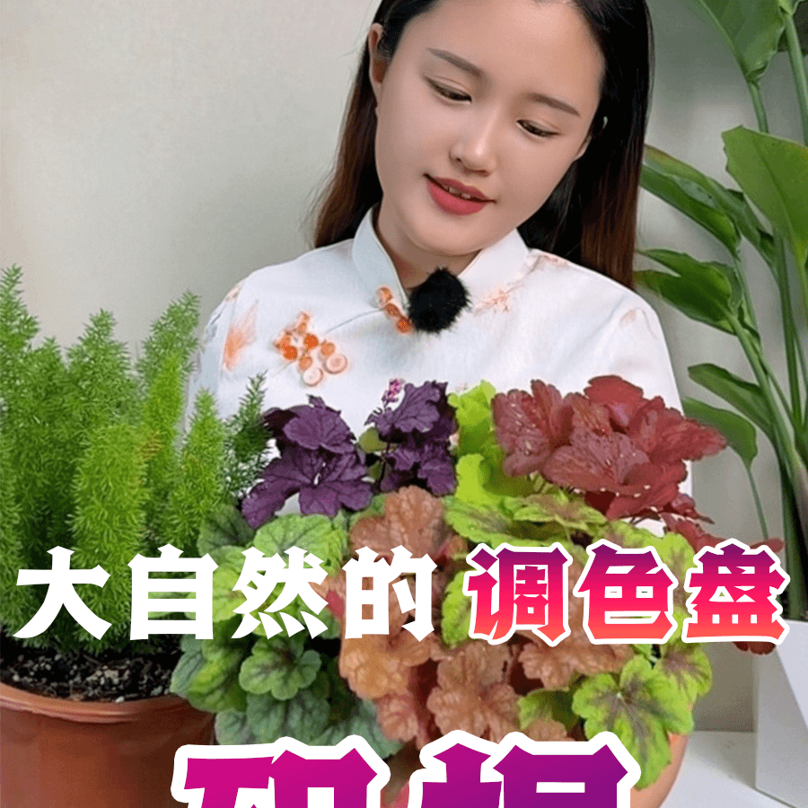 （晴天黑色套）矾根 花园调色盘  耐寒耐热 阳台盆栽套餐