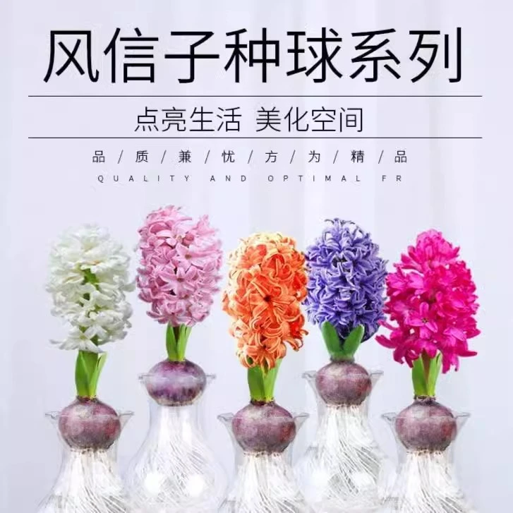 风信子种球花卉懒人植物 水培土培 客厅阳台小院 耐寒绿植盆栽