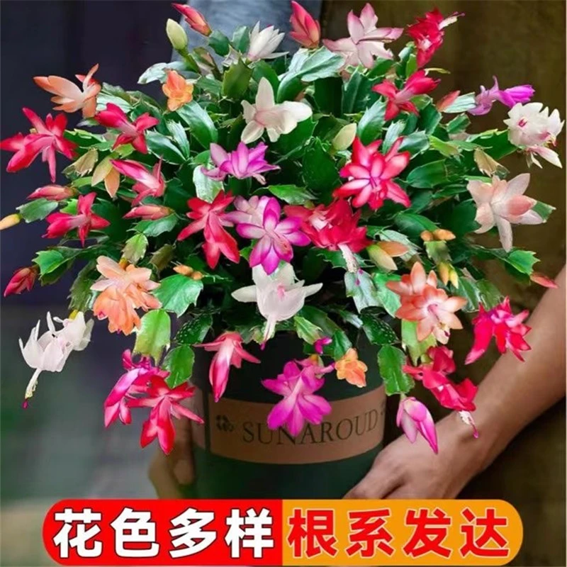 进口蟹爪兰大苗带根 盆栽蟹爪兰花苗 蟹爪兰当年开花卉室内绿植物