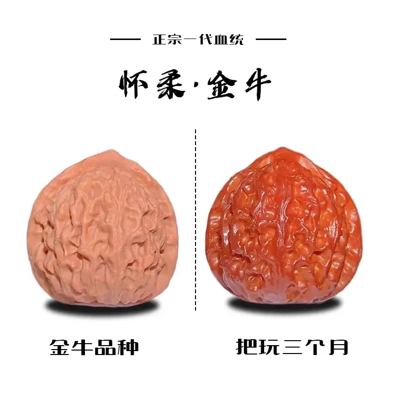 公子帽核桃野生金牛核桃仙台公子帽包容大汗手走红不走酱