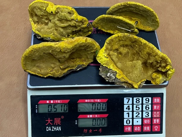西藏 桑树 林芝 精挑细选