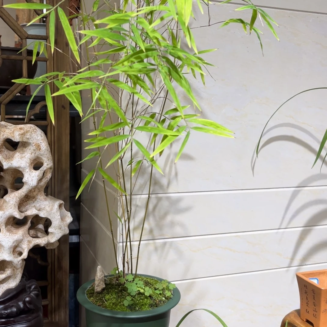 紫砂20CM（含）-50CM（不含）年***